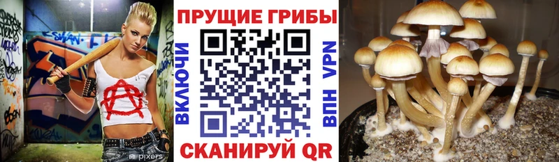 что такое наркотик  Белокуриха  Галлюциногенные грибы мицелий 